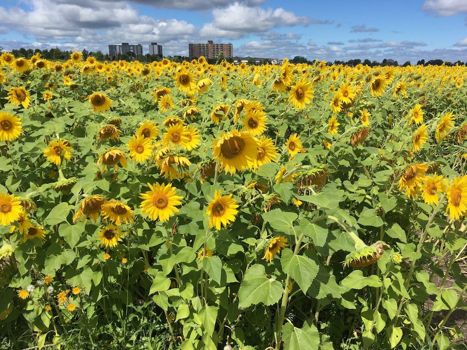 Field of sunflower farm on a sunny day