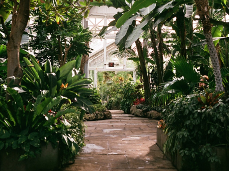 allan gardens in toronto, with a pathway full of greenery