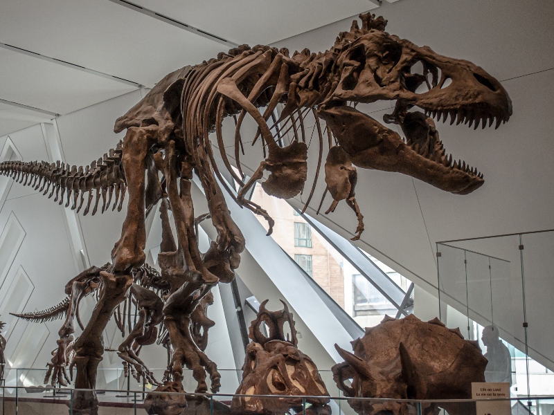 ROM museum, with a skeleton of a dinosaur 