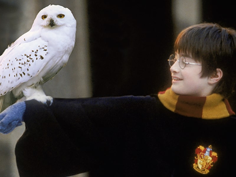 First-year Harry Potter dressed in his robes and red and yellow Gryffindor scarf smiling at his white owl Hedwig, who is perched on his arm.