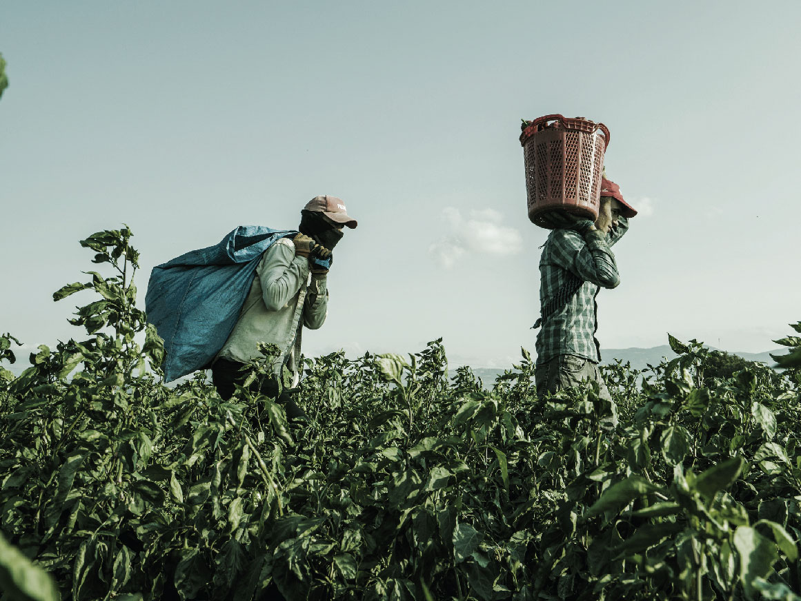 Two migrant workers carrying produce in a field