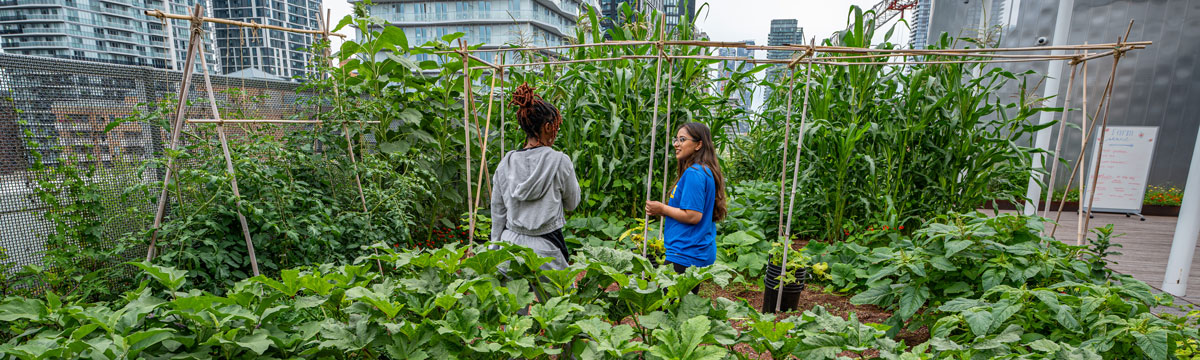 TMU community members on the Urban Farm on the DCC rooftop.