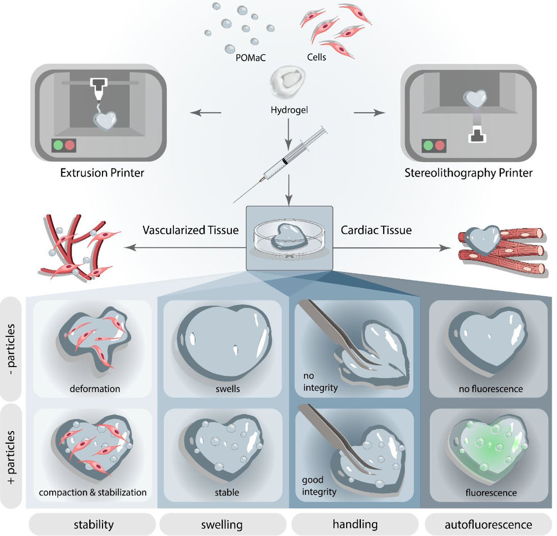 2024 Bioactive Materials