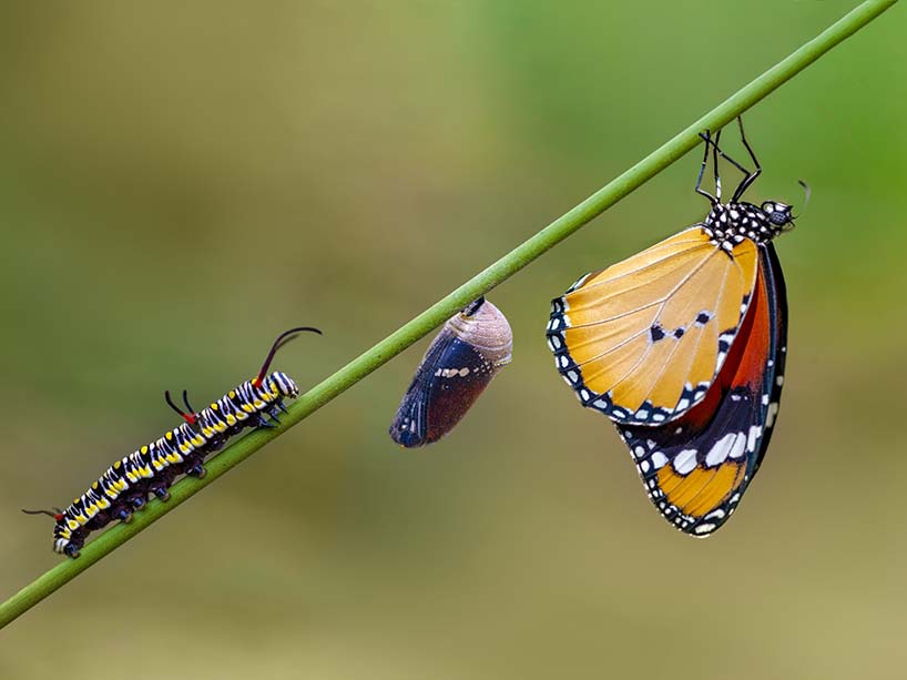 Differing stages of life from caterpillar to cocoon to butterfly