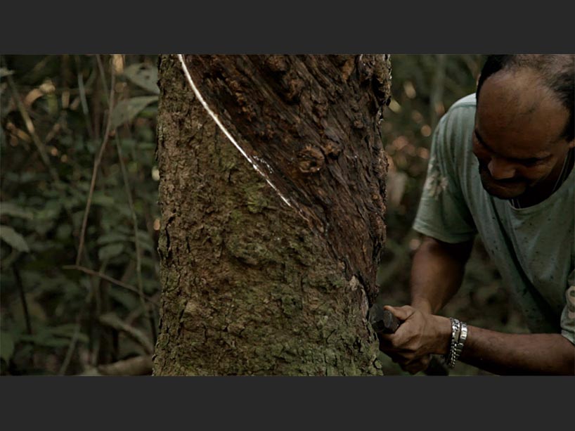 A man works on a tree.