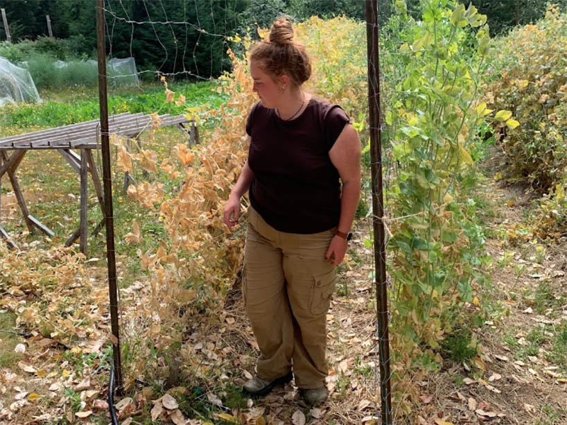 Mac Clarke looks at vines of sugar snap peas on a farm to prepare for the next season.