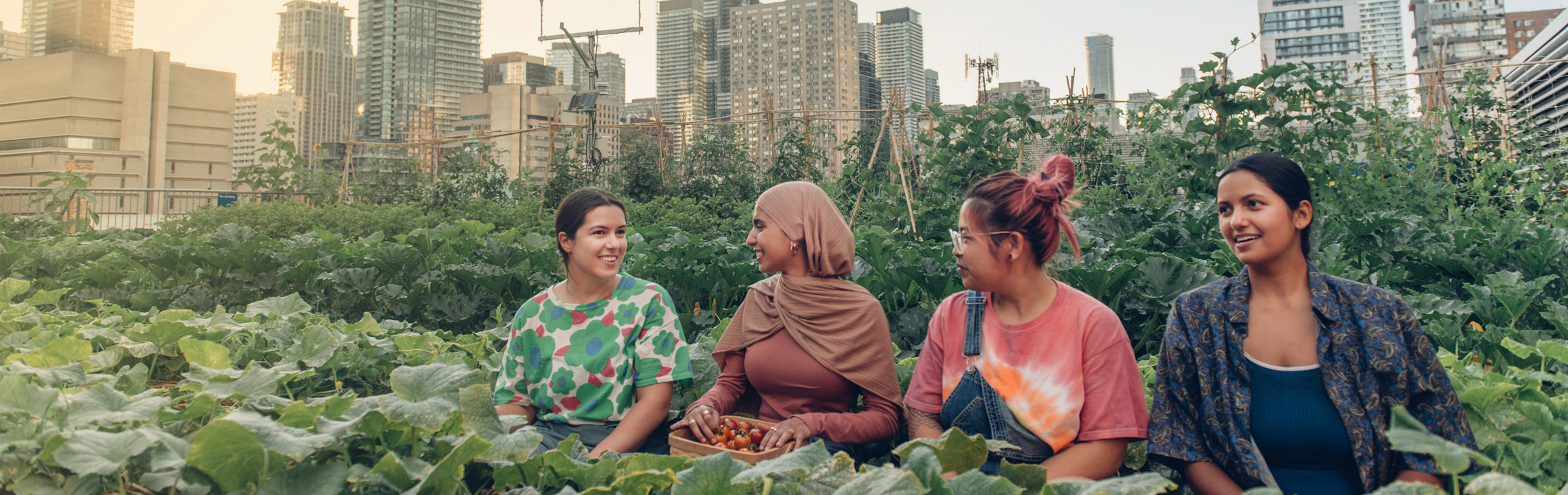 Four students laugh while harvesting vegetables from the Urban Farm at the ENG rooftop farm.