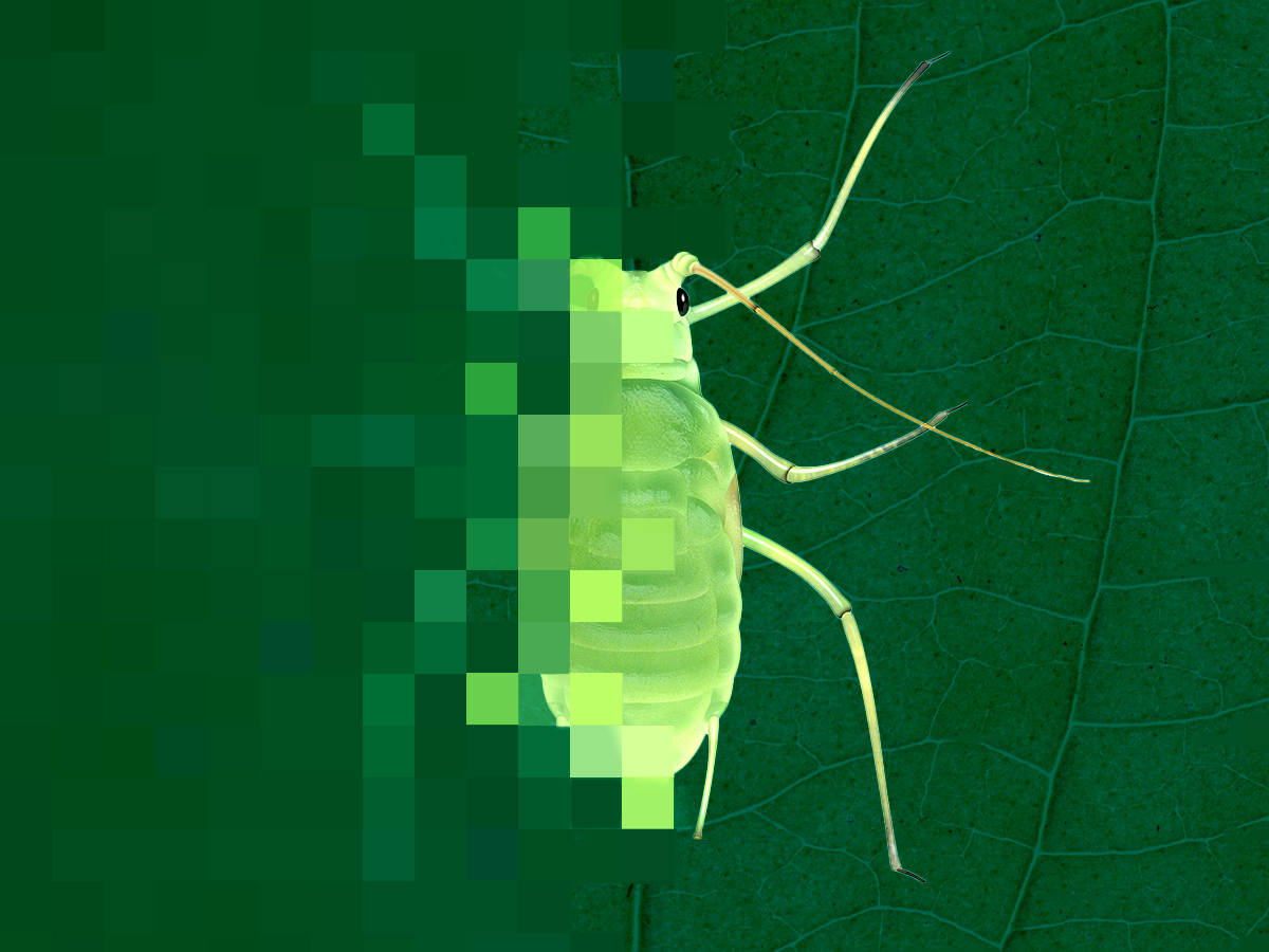 A graphic image of an aphid, half of which is pixelated while the other half is clear. 