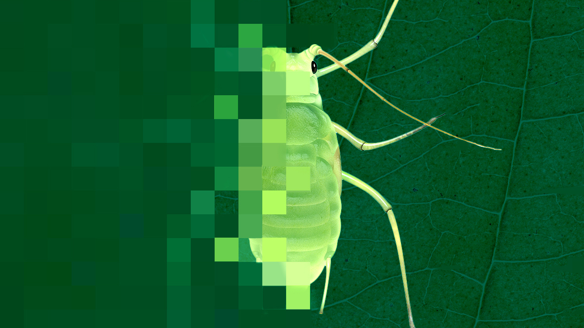 A graphic image of an aphid, half of which is pixelated while the other half is clear. 