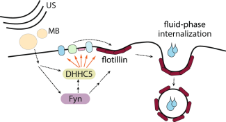 Model of USMB-triggered enhancement of flotillin-dependent fluid-phase internalization.