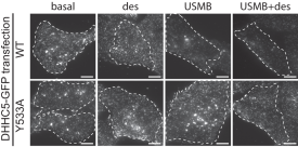 Graph showing the expression of a phosphorylation-defective mutant of DHHC5 impairs flotillin internalization elicited by USMB treatment.