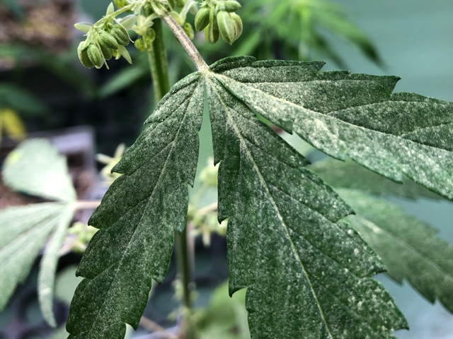 Cannabis plant leaf.