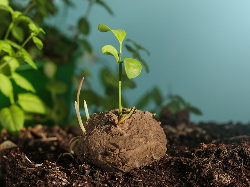 Seed ball for spring gardening