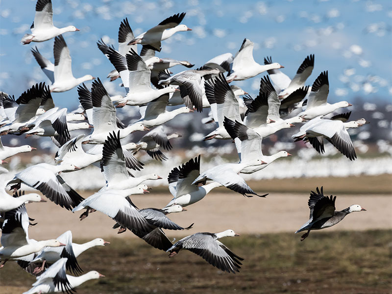 Snow geese take flight